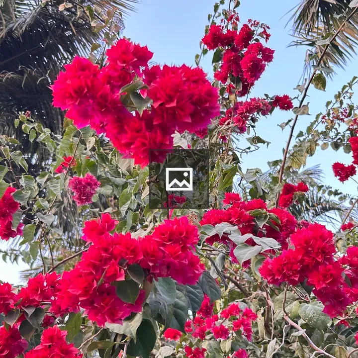 Bougainvillea in Bloom