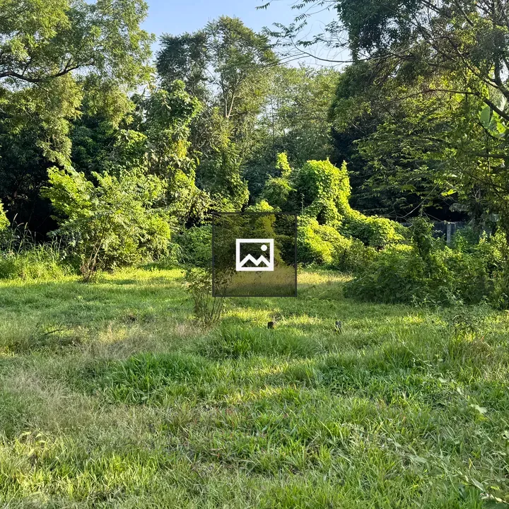 Tall grass at forest edge