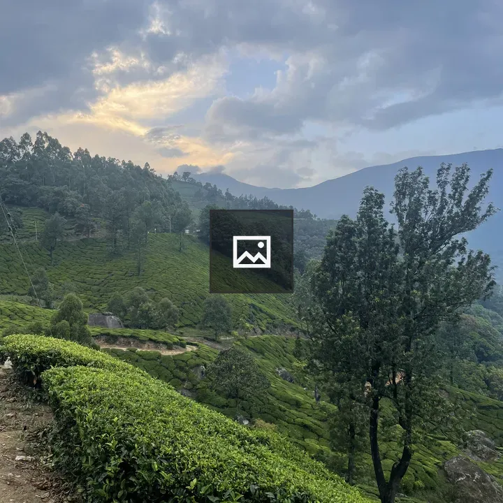Tea Plantations of Munnar