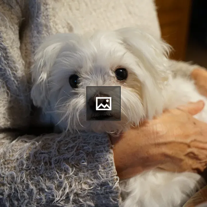 Fluffy white dog in arms