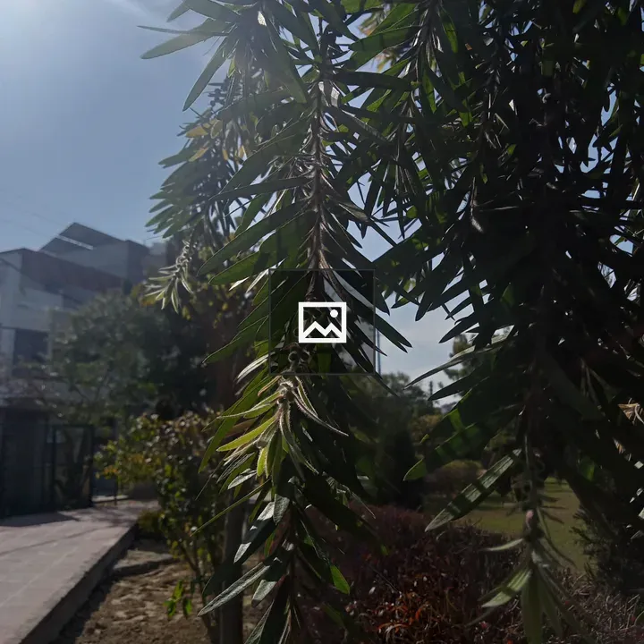 Sunlit Tree Branches