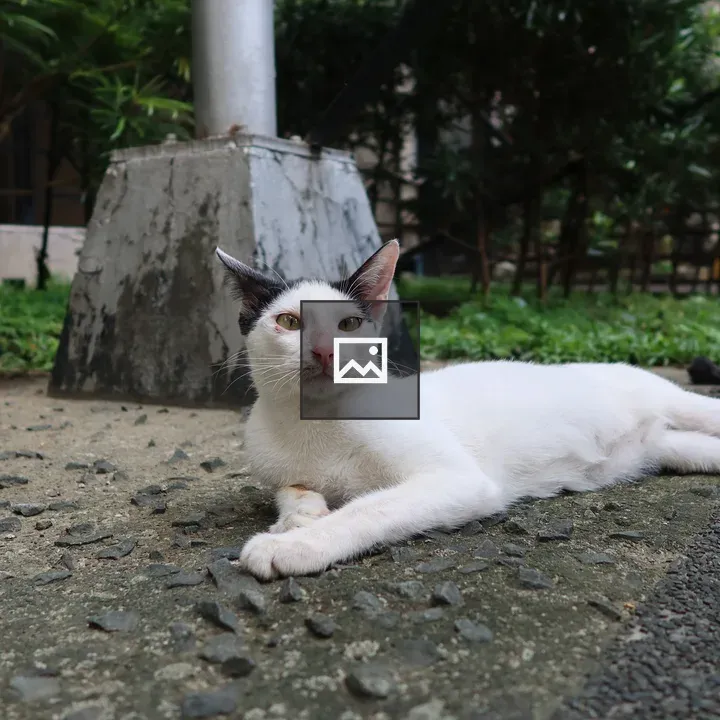 Two black-and-white cats