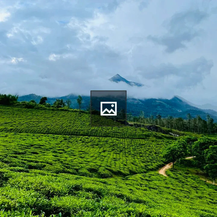 Tea field in cloudy Kerala