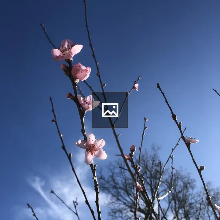 Pink peach buds on branches