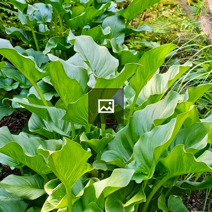 Calla Lily Cluster