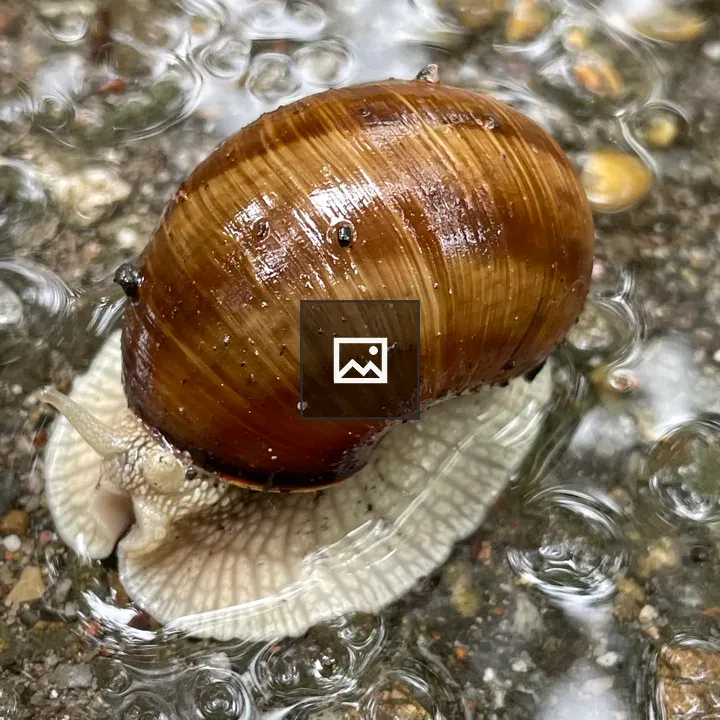 Slow Snail