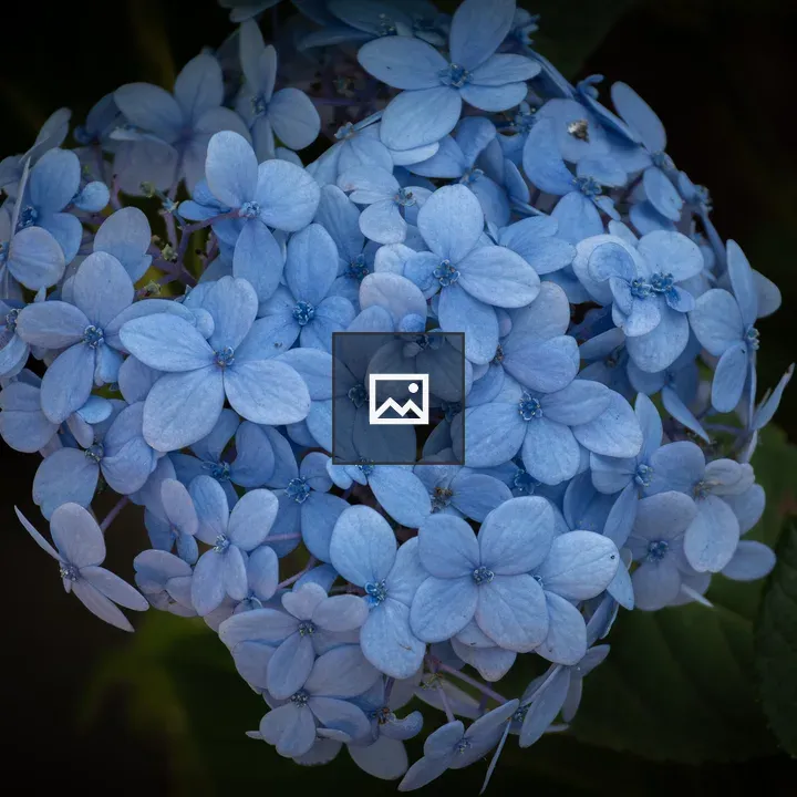 Hydrangea Cluster Close-Up
