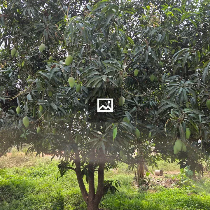 Mango Tree with Unripe Mangoes