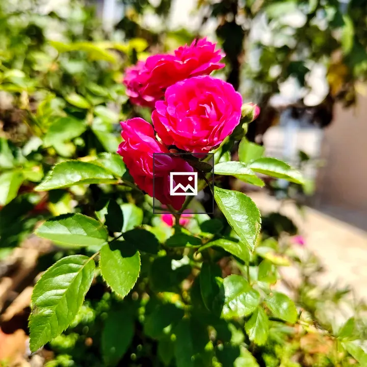 Close-up Pink Roses in Leaves