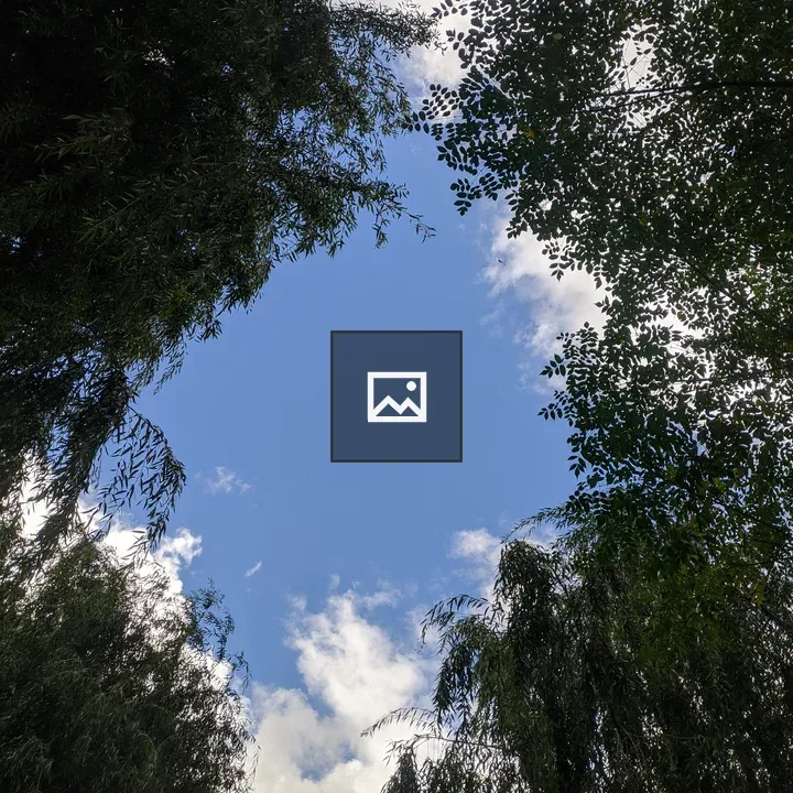 Sky View Through Tree Tops