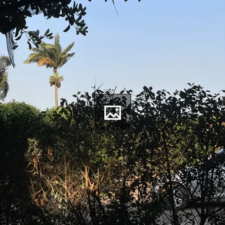 Palm tree with parked car