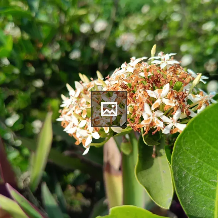 Close-up Flowers and Leaves