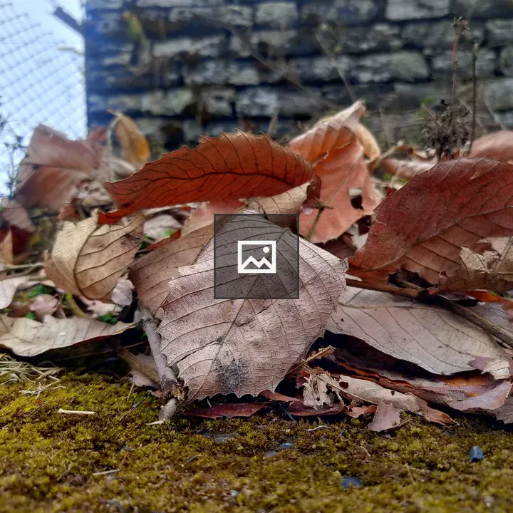 Dry Brown Leaves on Mossy Ground