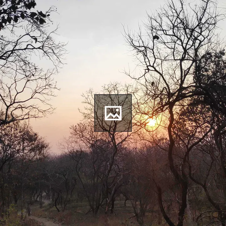 Sunrise at Forest