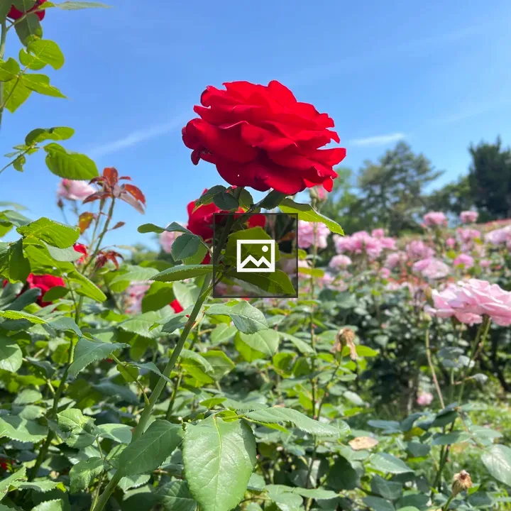 Red Rose in Green Foliage