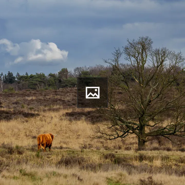 Lonely tree and Highlander cow