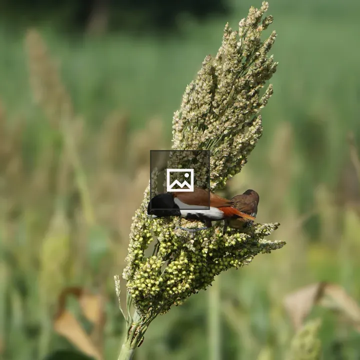 Two small birds on millet stalks