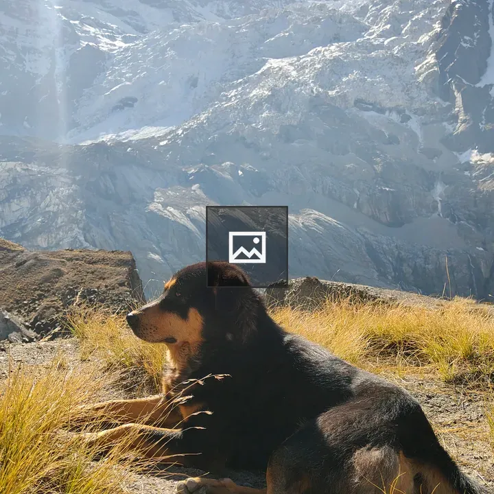 Dog on mountain slope
