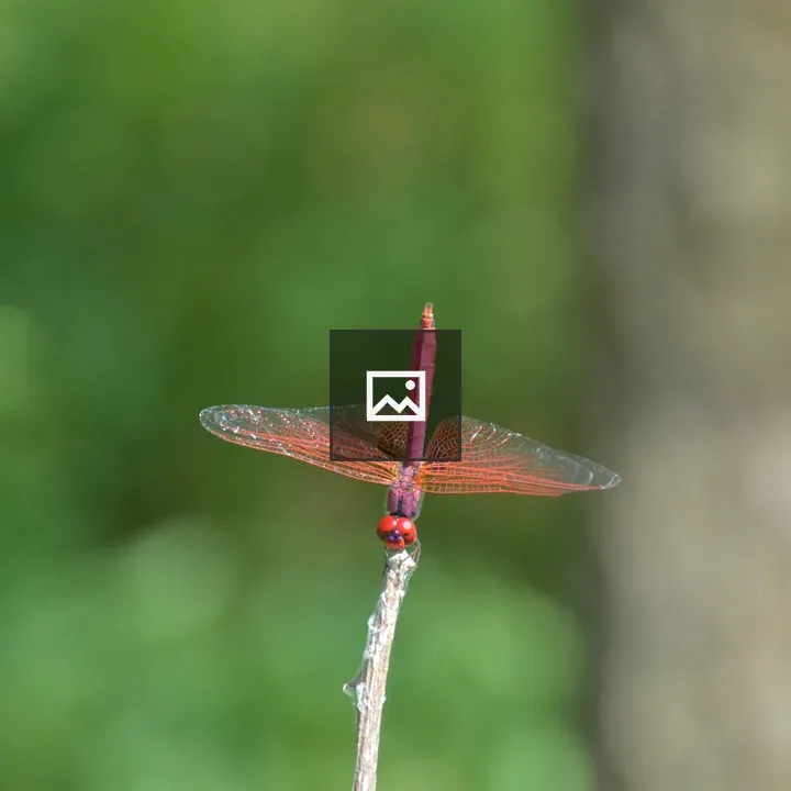 Insects