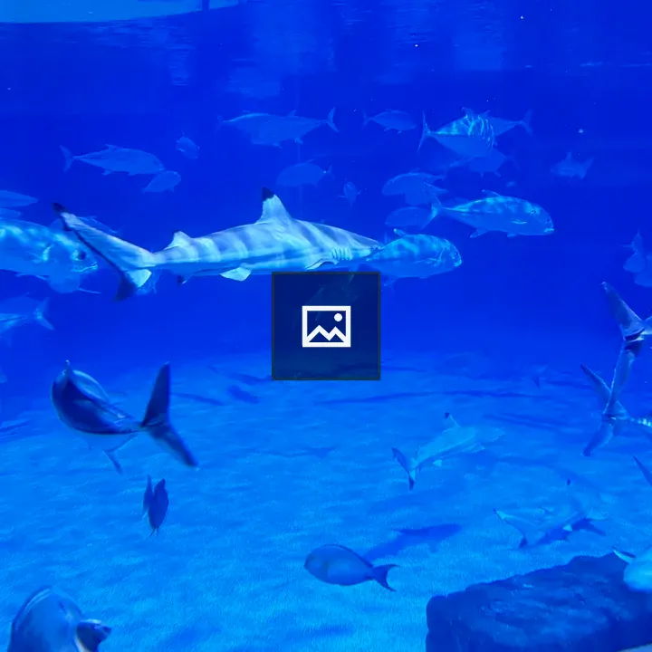 Blacktip reef shark in aquarium