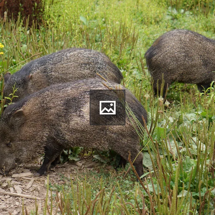 Capybaras in the Grass