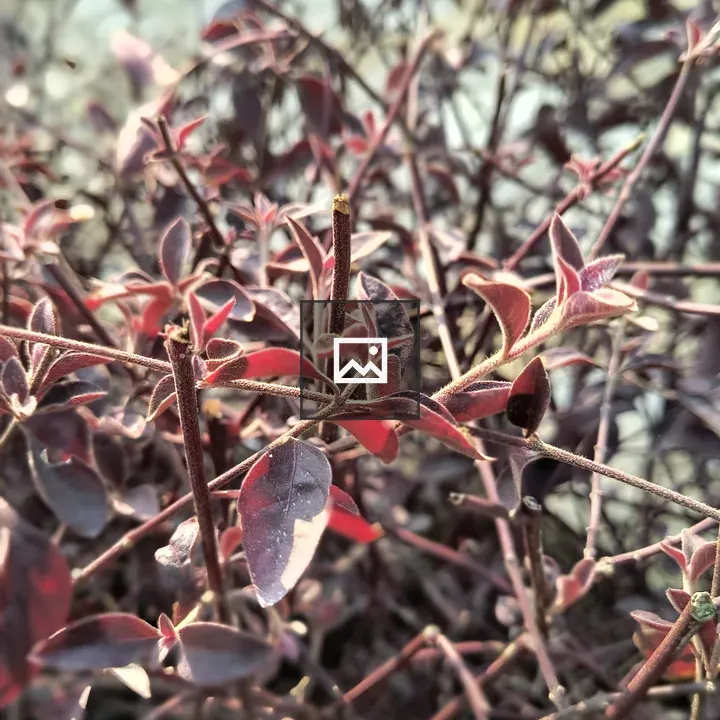 Red Leaf Close-up
