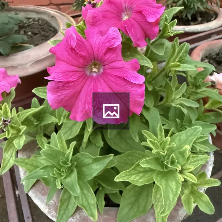 Petunia in Terracotta Pot