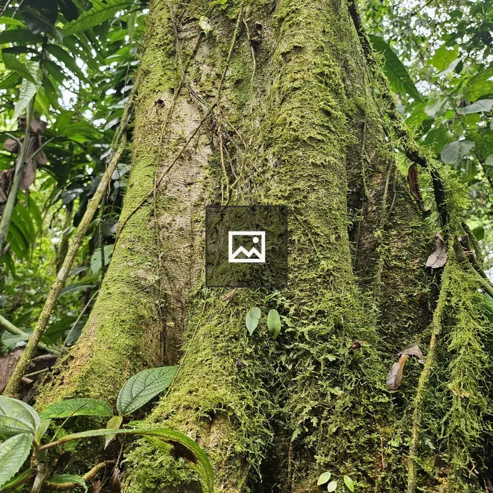 Tree trunk with moss in tropical forest