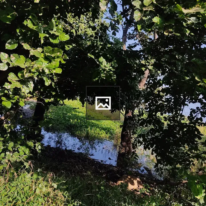 Hidden water among trees