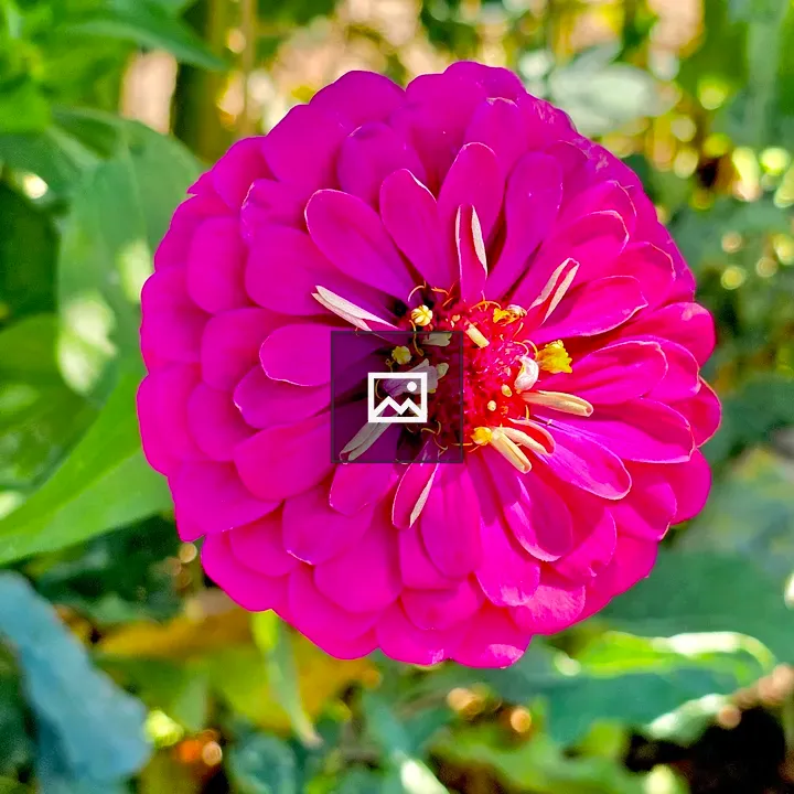 Magenta Zinnia Flower