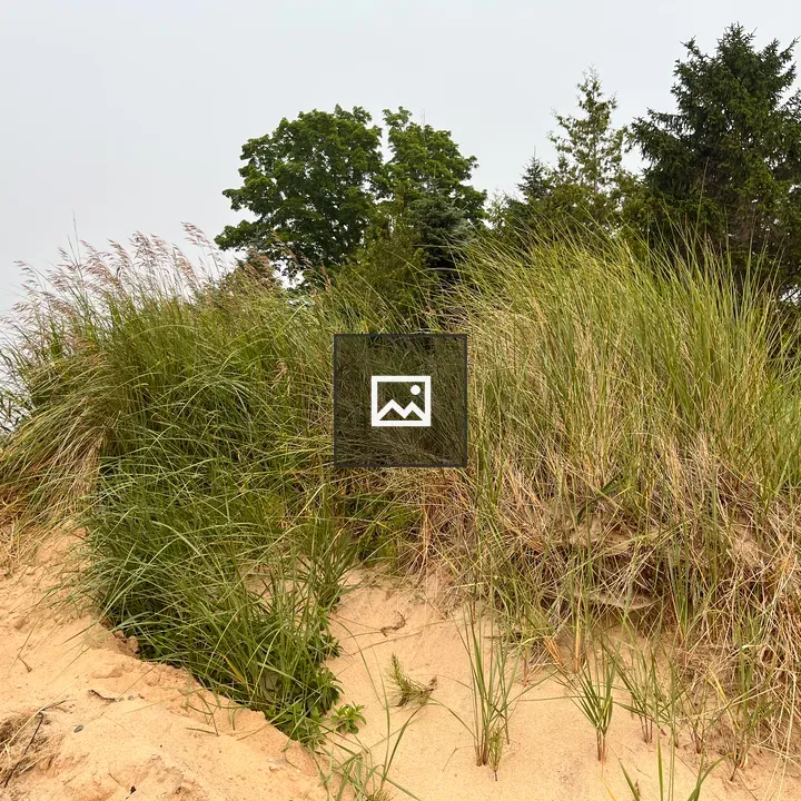 Beach grass on a sand berm