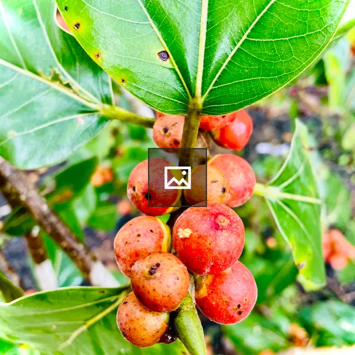 Fig of Ficus benghalensis
