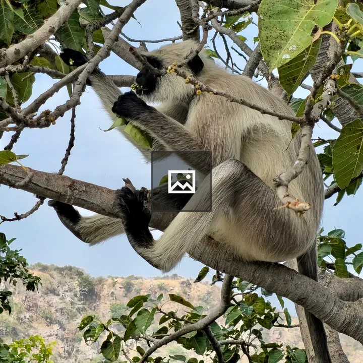Gray langur on a branch