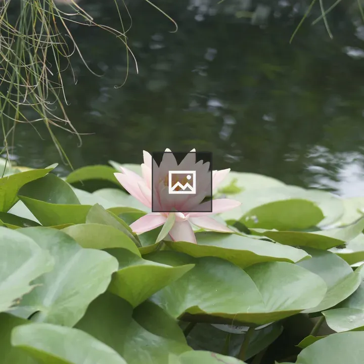 Pink water lily on pond