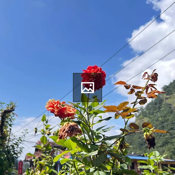 Flowers against blue sky