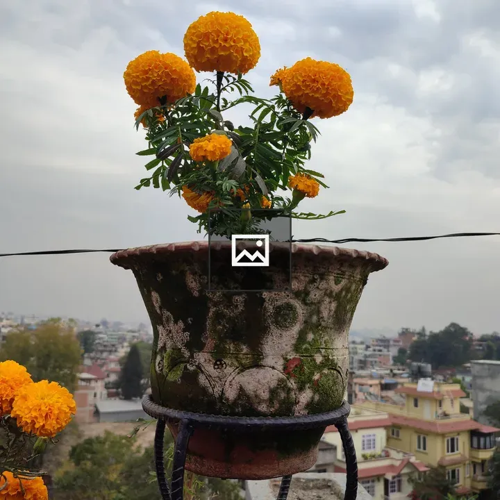 Flowers in a Pot Over City