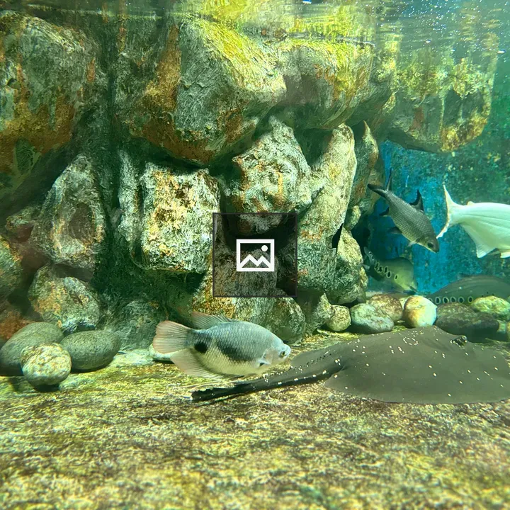 Underwater rocky scene with fish