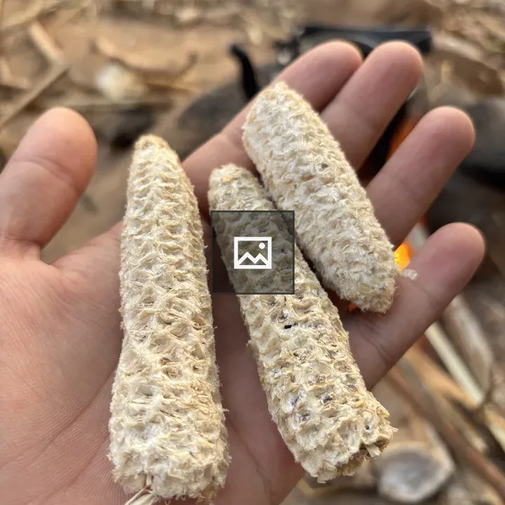 Hand holding dried corn cobs
