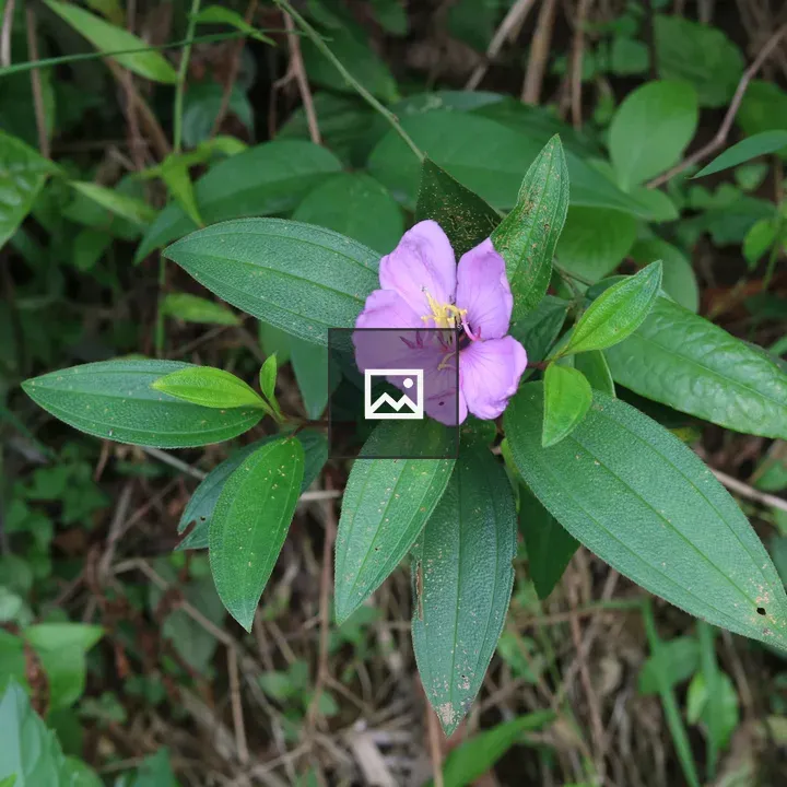 Purple flower with yellow stamens