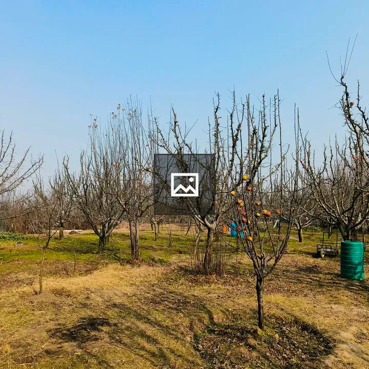Apple Trees in Leafless State