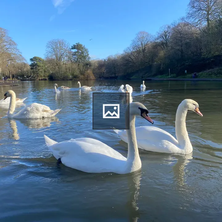 Swan lake