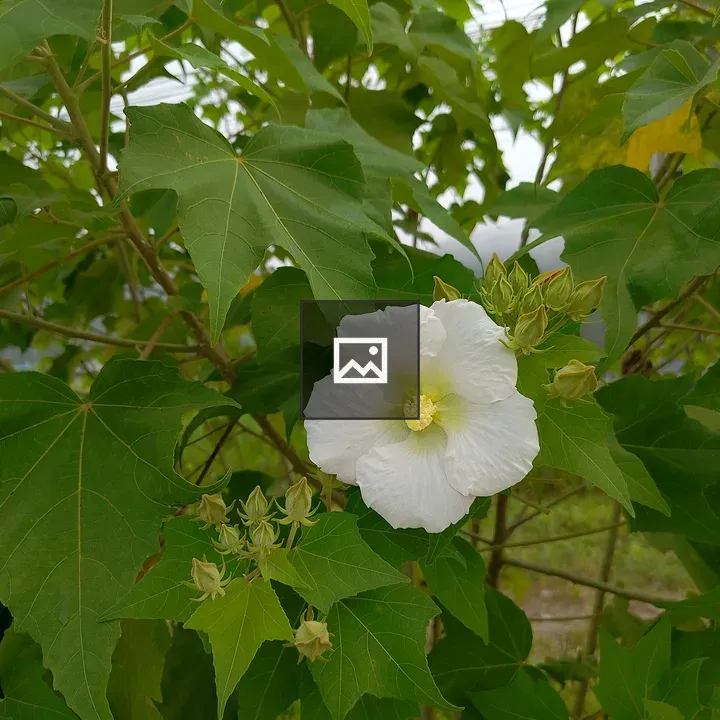 White flower with ruffled edge
