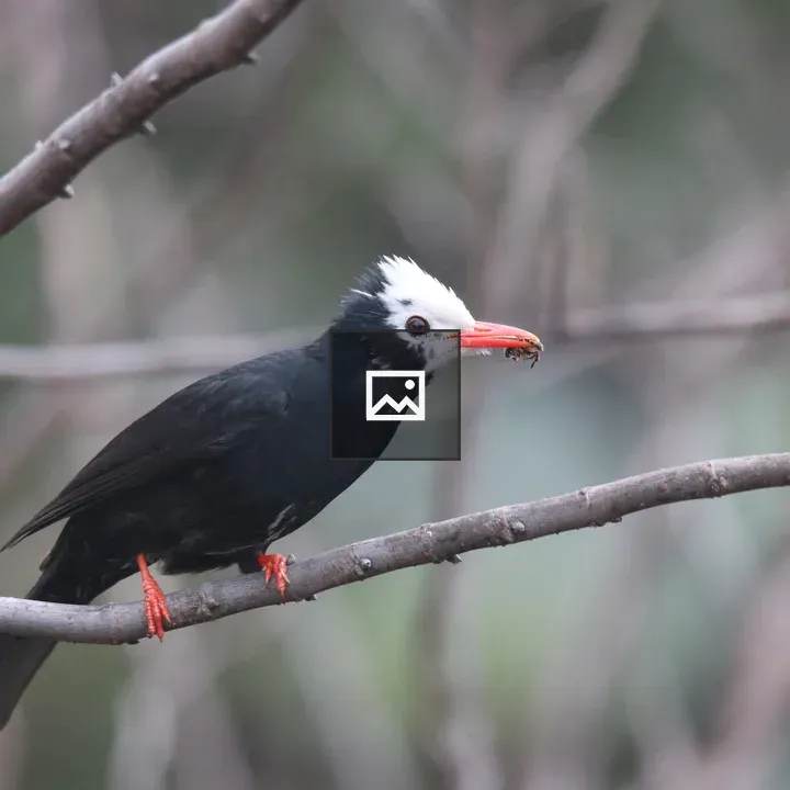 Black Bulbul with Honey Bee