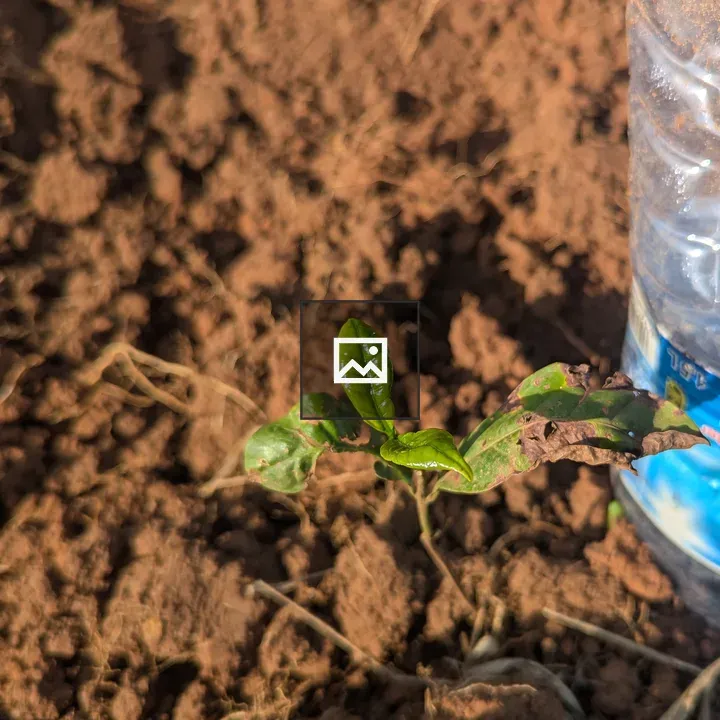 Coffee plant in soil