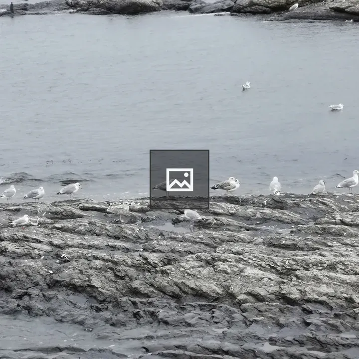 Birds on a Rock