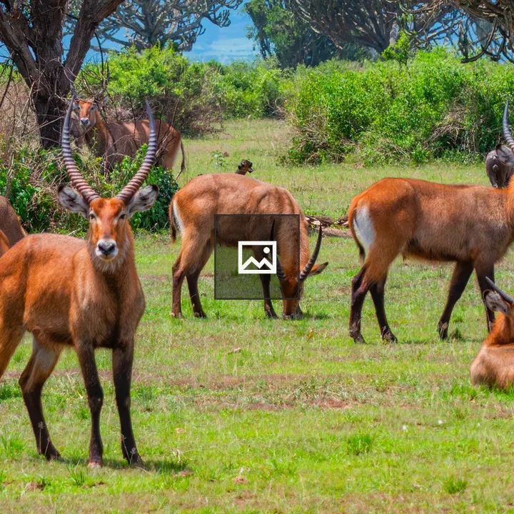Herd of waterbuck grazing
