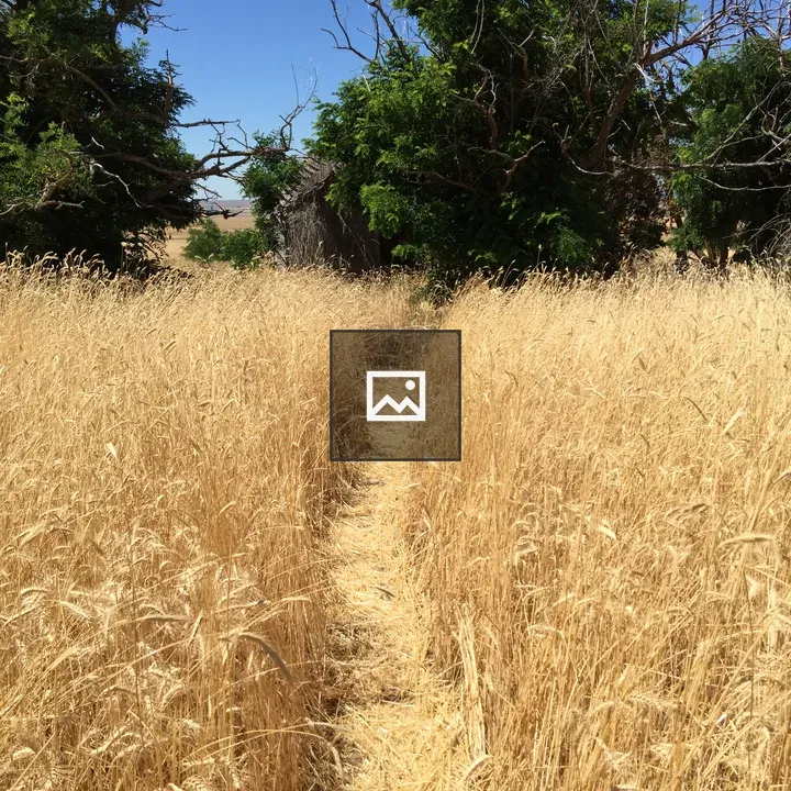 Walking Path Through Wheat Field