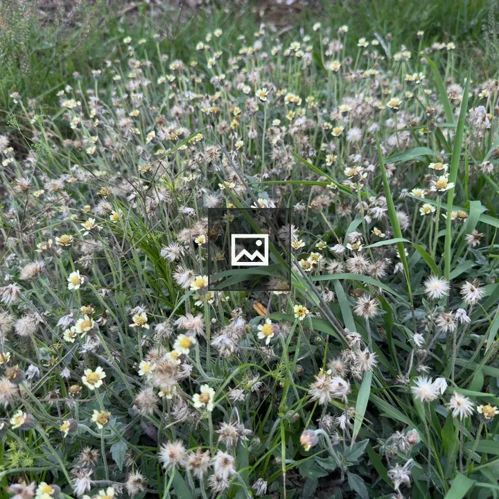 Patch of Green Grass with Small Flowers