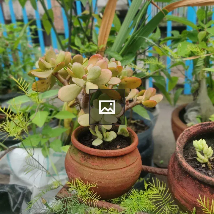 Small plant in mud pot