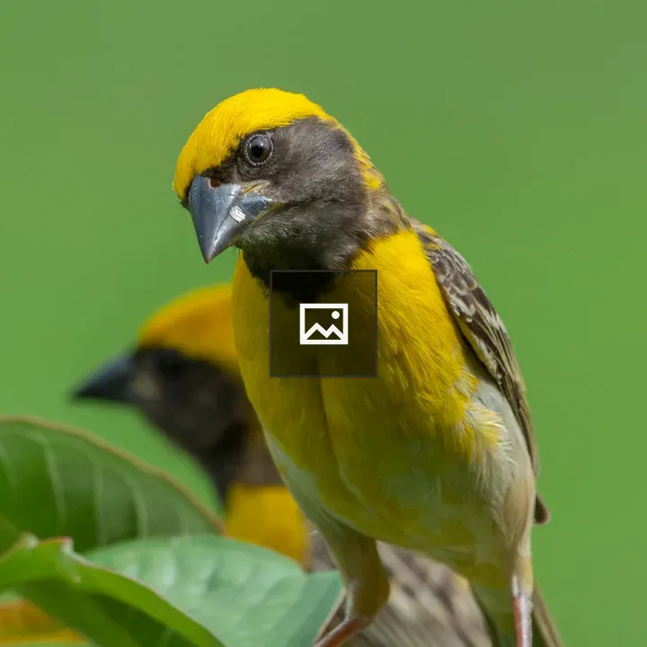 Baya Weaver on Green Leaves